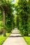 tree lined alley in a cemetery