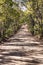 Tree lined Australian country rural dirt road surrounded by eucalyptus gum trees