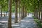 Tree lined avenue, Lucca