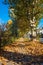 Tree lined avenue in Turin Italy