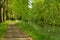 Tree-lined Canal of Garonne in France