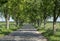 Tree lined country road. Rural tree avenue