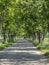 Tree lined country road. Rural tree avenue