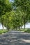 Tree lined country road. Rural tree avenue