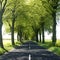 Tree lined countryside road