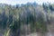 A Tree-lined egde of the lower Grand Canyon of Yellowstone