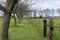 Tree Lined Fence