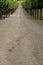 Tree lined gravel track leading to garden, chateau de villandry, france