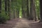 Tree-lined hiking path in Mastenbos in Kapellen, Belgium