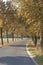 Tree lined lane in Autumn