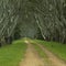 Tree Lined Path