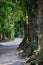 Tree-lined path