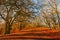 Tree lined path