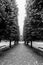 Tree Lined Path Black and White