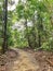 Tree lined path at Chestnut Drive Nature Trail, Singapore