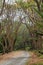 Tree-lined path through the woods