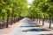 Tree-lined road