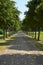 Tree lined road