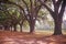 Tree lined road at Boone Hall Plantation, Charleston, SC