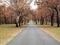 Tree-lined road landscape after bush fire, Australian nature