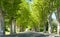 Tree lined road in Provence