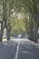 Tree Lined Road, San Antonio, Ibiza