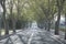 Tree Lined Road, San Antonio, Ibiza