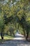 The tree lined road to Bet She`arim National Park in Israel