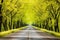 Tree-Lined Road With Trees on Both Sides