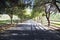 Tree lined road, Upper Ojai, California, USA