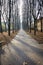 Tree lined road, wintertime. Color image