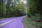 Tree Lined Roadway