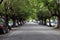 Tree lined street - Camphor Laurel trees