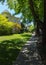 Tree-lined street, Napa, California