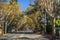 Tree-lined street in a residential neighborhood on a sunny autumn day