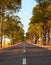 Tree-lined tarred road