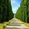 Tree lined Tuscan lane