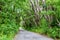 Tree-lined walk at  Cherry Tree Hill Reserve - caribbean island Barbados