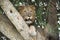 Tree Lion in Uganda, Male Lion in Tree, Rarely Tree Lion