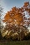 Tree lit by the setting sun with an orange taste of autumn