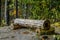 Tree Log Bench at Cherney Maribel Caves County Park