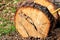 A tree log ready for cutting. Pine log, cut to measure radiata pines log ready to take away.