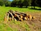 Tree logs after wood exploitation on meadow