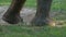 Tree looking legs of an elephant stamp on a lawn in a zoo