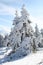 A tree with a lot of snow in winter in the Harz mountains.