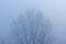 Tree with low visibility in autumn season in heavy fog