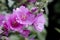 Tree Mallow, lavatera olbia, Flowers in Normandy