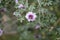 Tree mallow Malva arborea  2