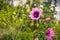 Tree Mallow Malva Arborea in bloom