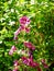 Tree mallow, malva arborea. Flowering shrub with pink fuschia flowers